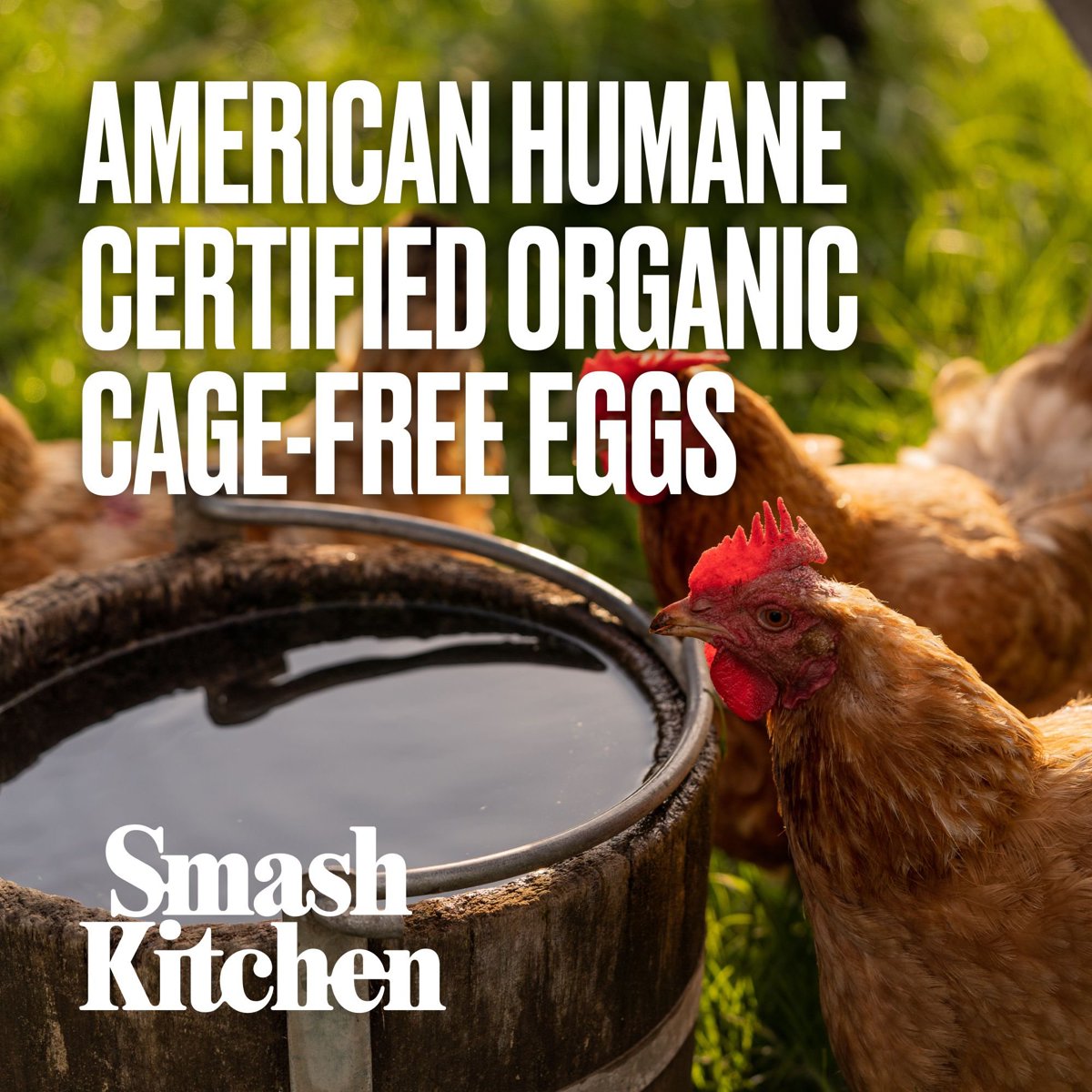 미국직구 Smash Kitchen USDA 907g / Smash Kitchen USDA Organic Real Mayonnaise, 907g Jar 6
