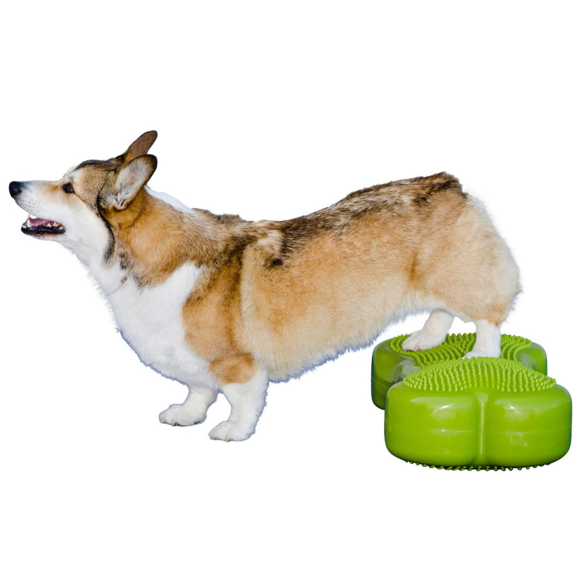미국직구 핏포우즈 강아지 장난감 FitPaws K9 FitBone and Duo Disk Inflatable Bundle