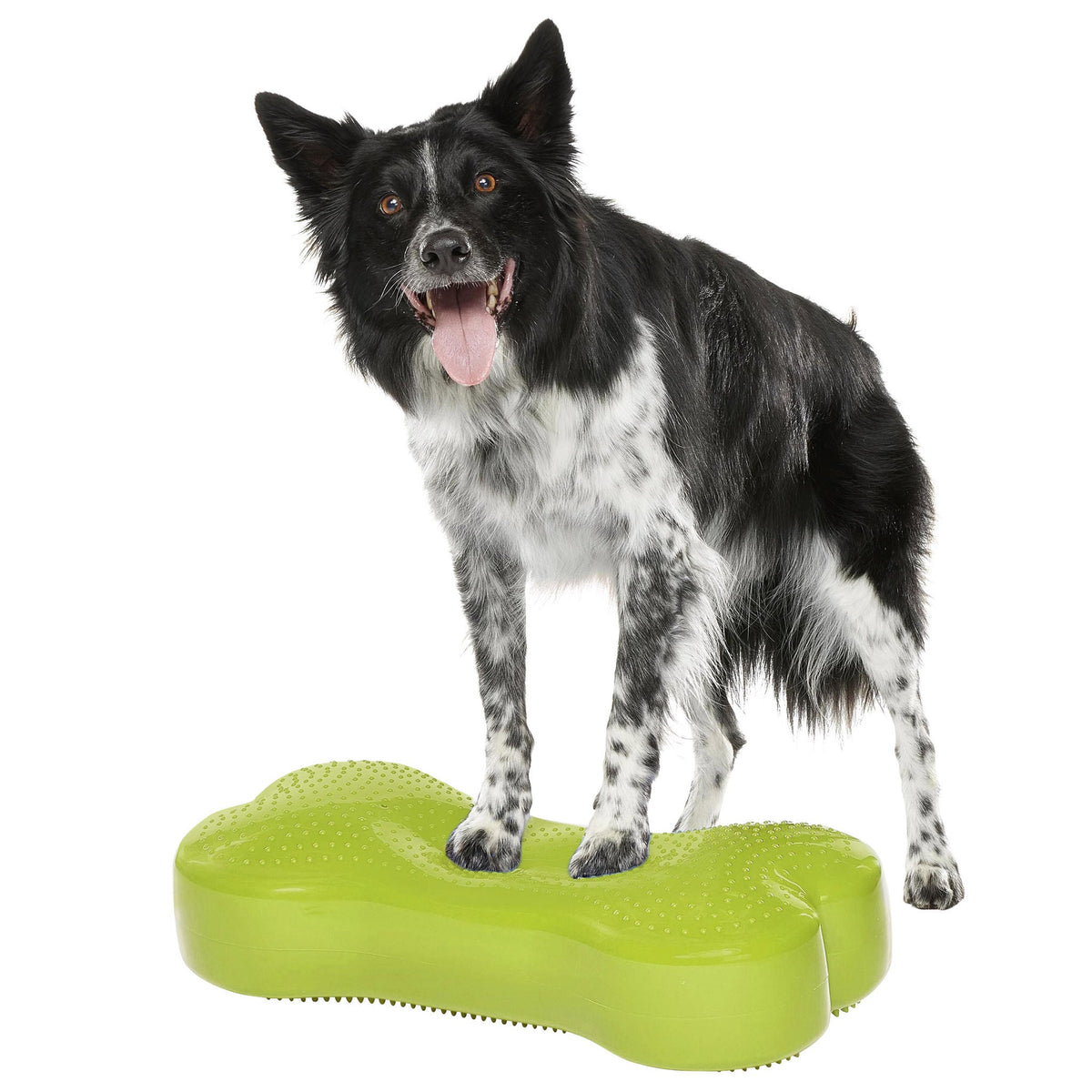 미국직구 핏포우즈 강아지 장난감 FitPaws K9 FitBone and Duo Disk Inflatable Bundle