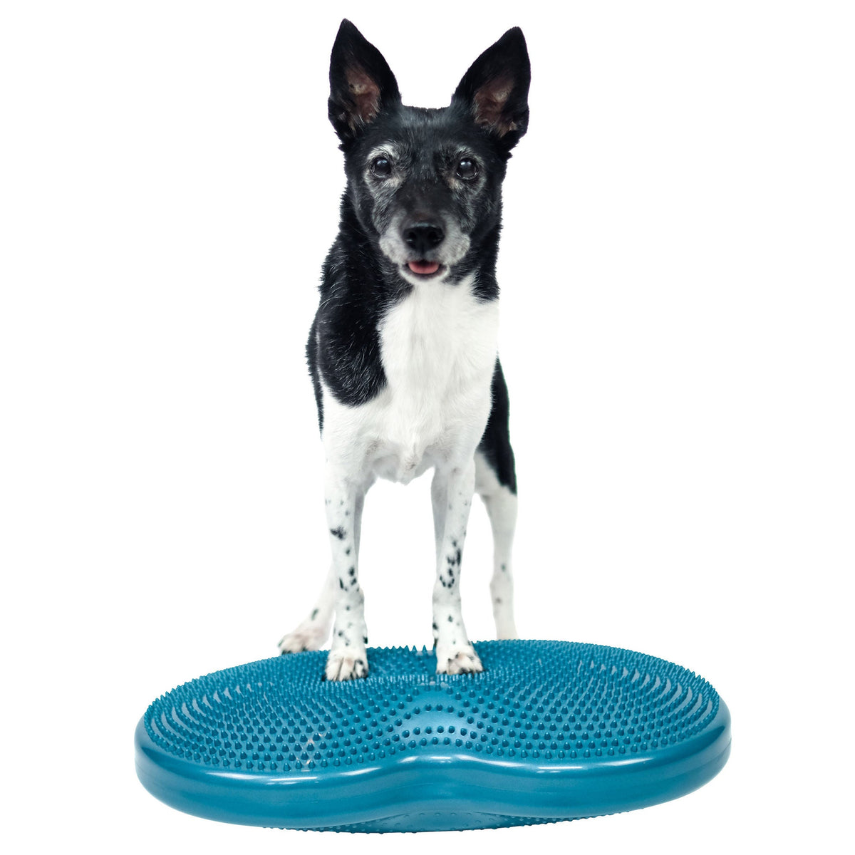 미국직구 핏포우즈 강아지 장난감 FitPaws K9 FitBone and Duo Disk Inflatable Bundle