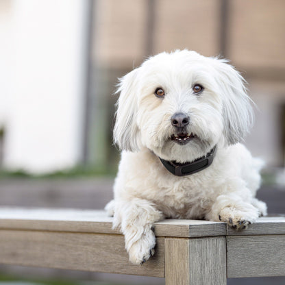 미국직구 강아지 하네스·리드줄 PetSafe Guardian GPS 2.0 Dog Fence + Tracking Collar, 2-Year Subscription