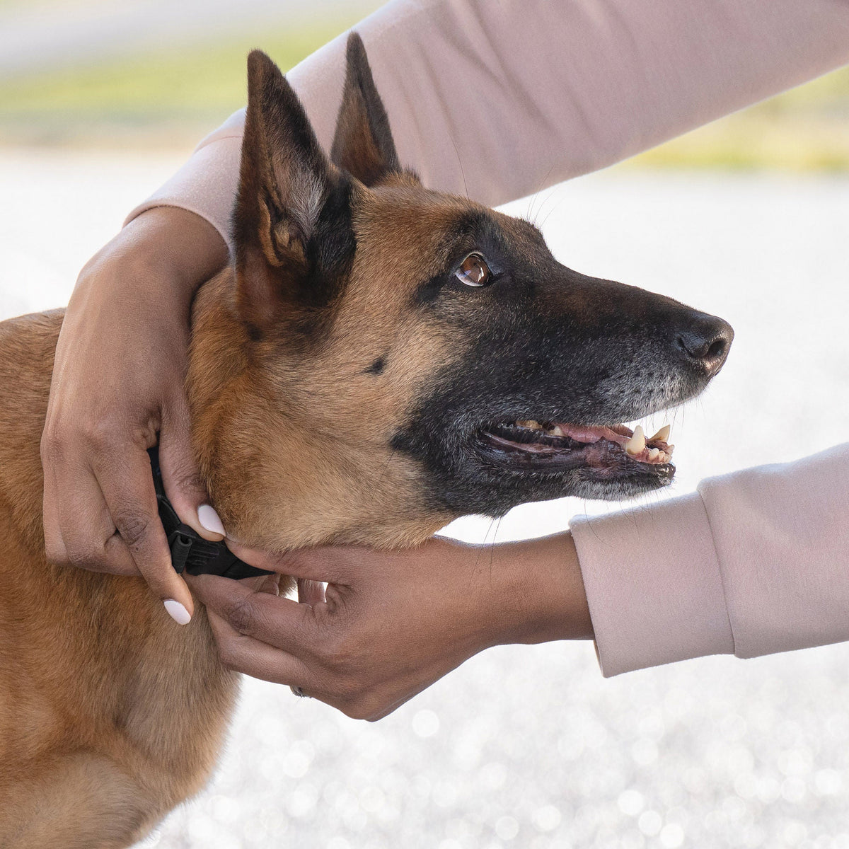 미국직구 강아지 하네스·리드줄 PetSafe Guardian GPS 2.0 Dog Fence + Tracking Collar, 2-Year Subscription