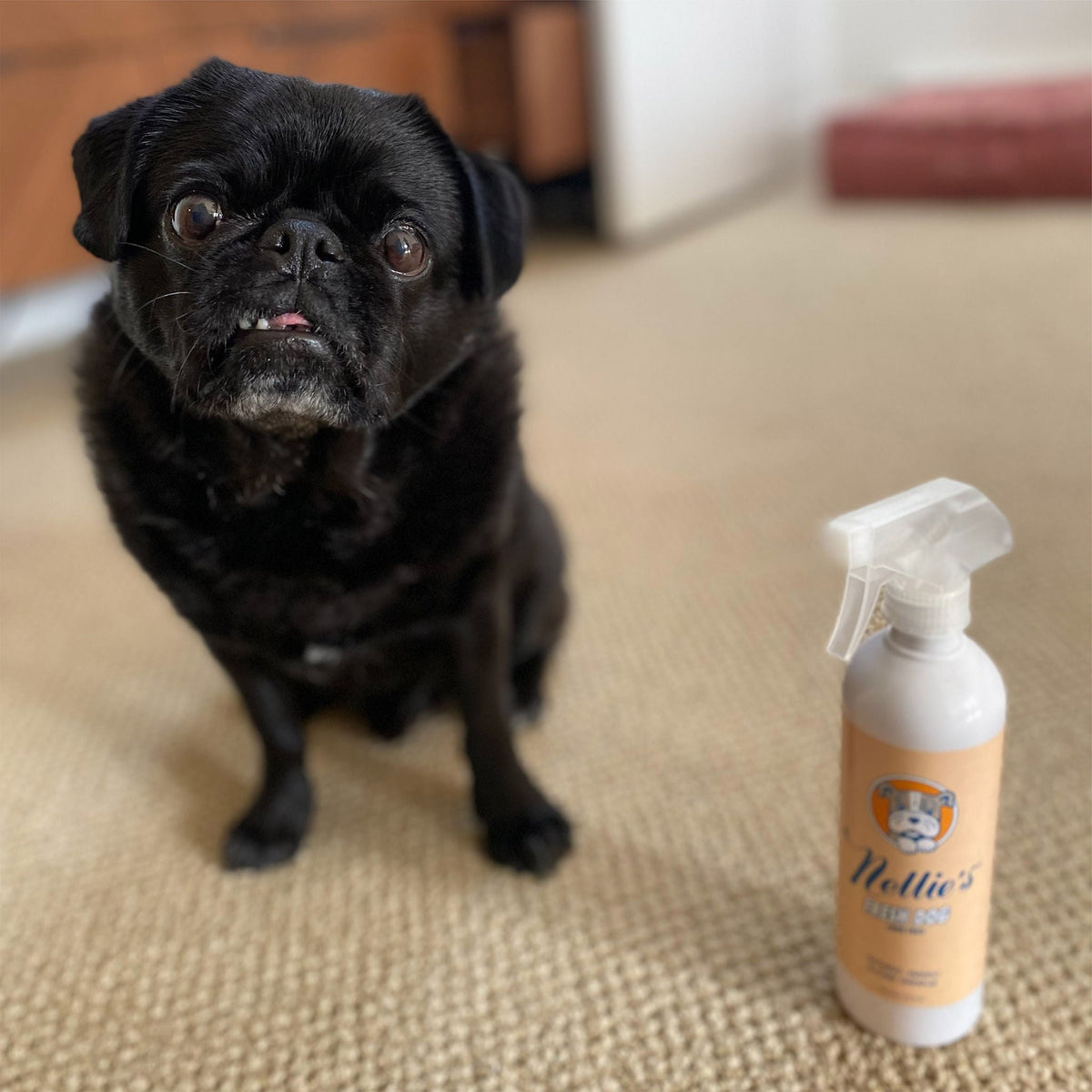 미국직구 펫용품 Nellie's Dog Towel and Waterless Dog 16 fl oz Shampoo Bundle