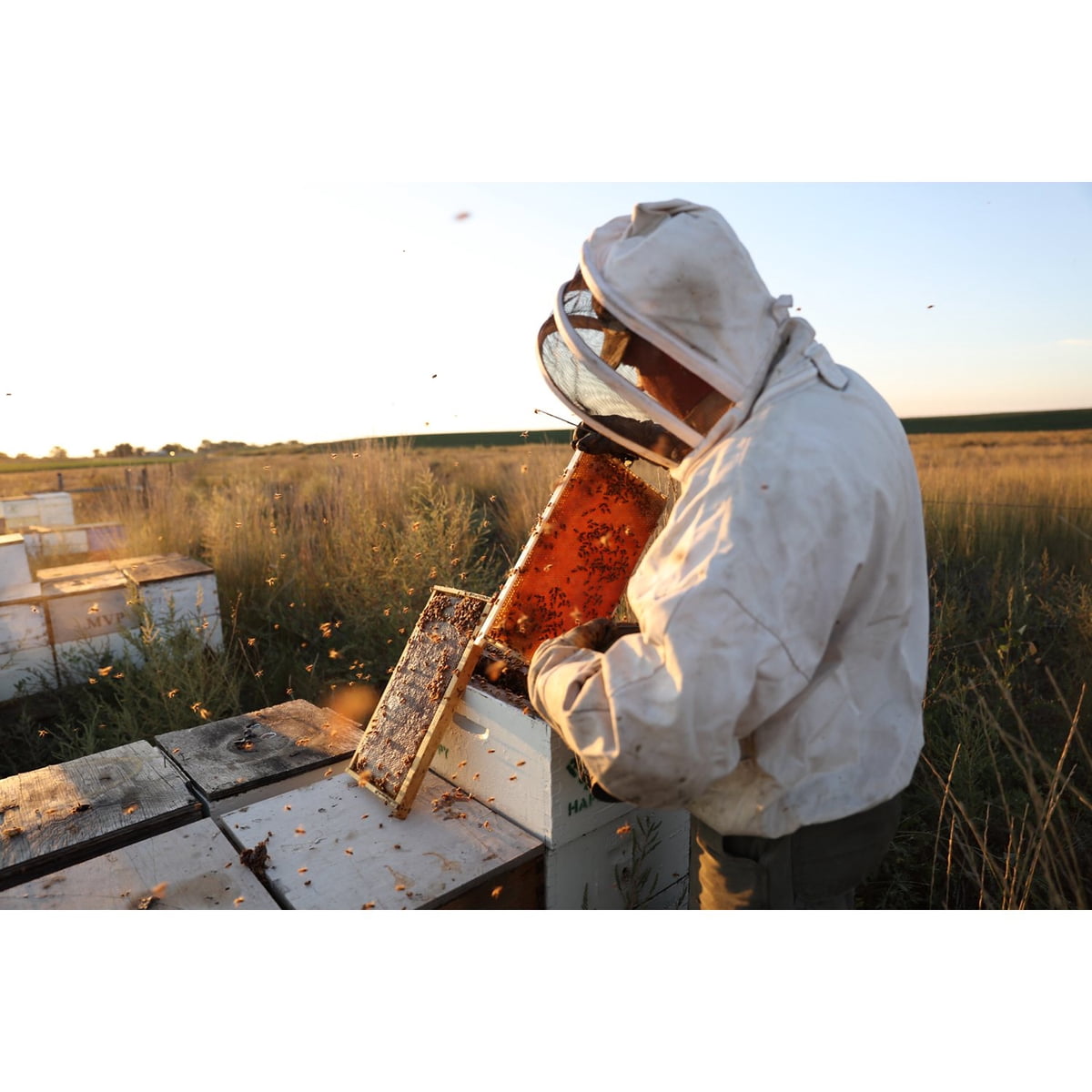 미국직구 Local Hive Florida 1.1kg / Local Hive Florida Raw and Unfiltered Honey, 1.1kg 6