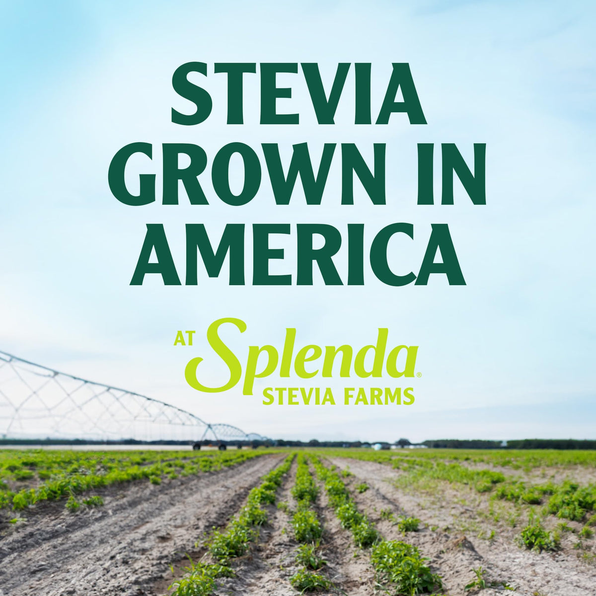 SPLENDA 6