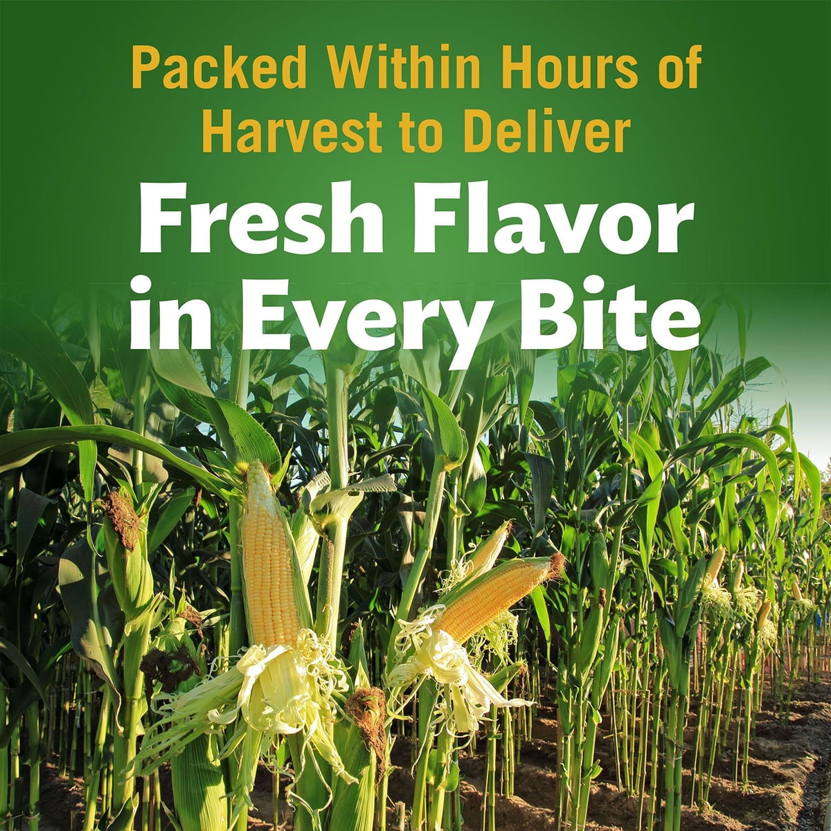 미국직구 Del Monte Whole 3.0kg / Del Monte Whole Kernel Corn, 3.0kg 4