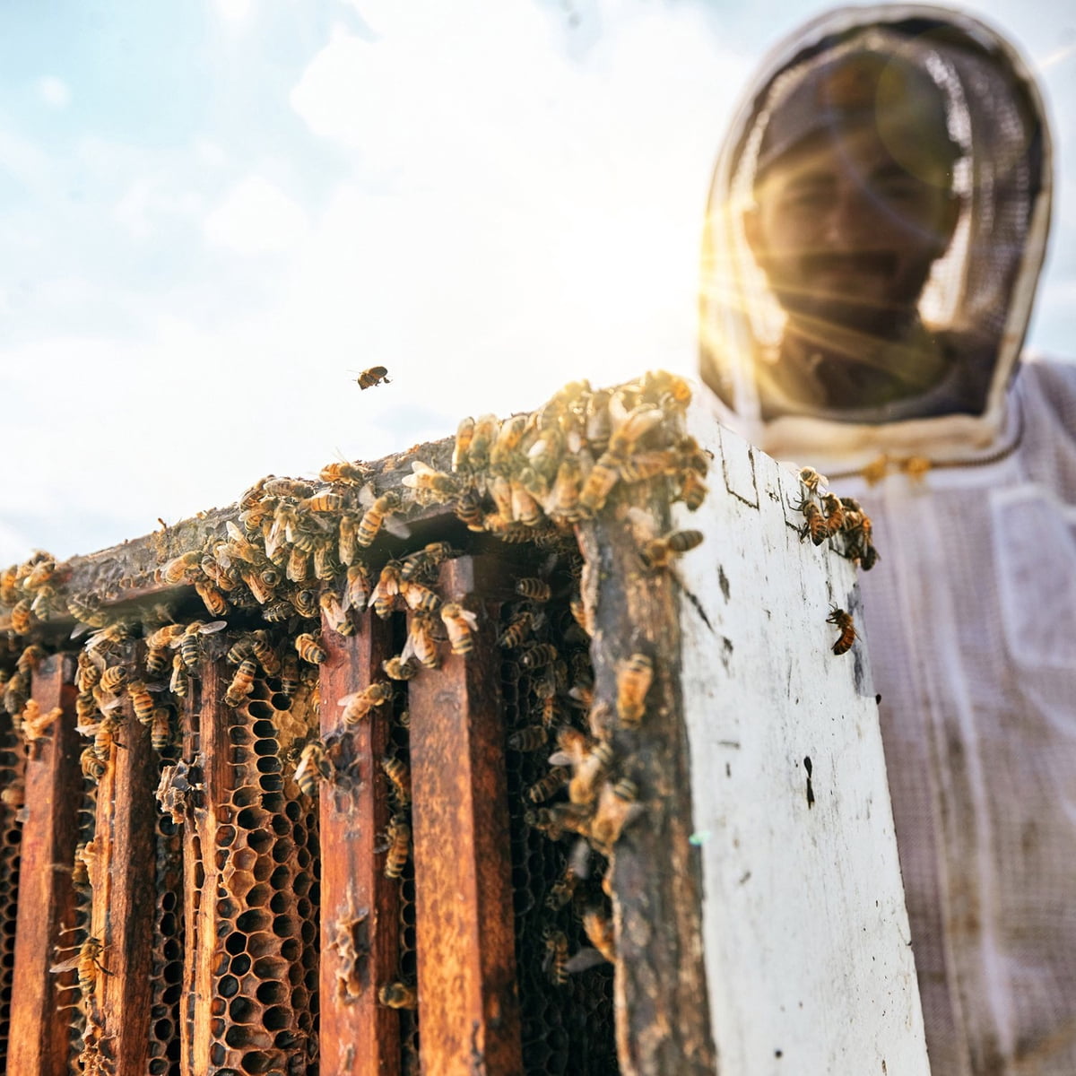 미국직구 Local Hive Arizona 1.1kg / Local Hive Arizona Honey, 1.1kg 6
