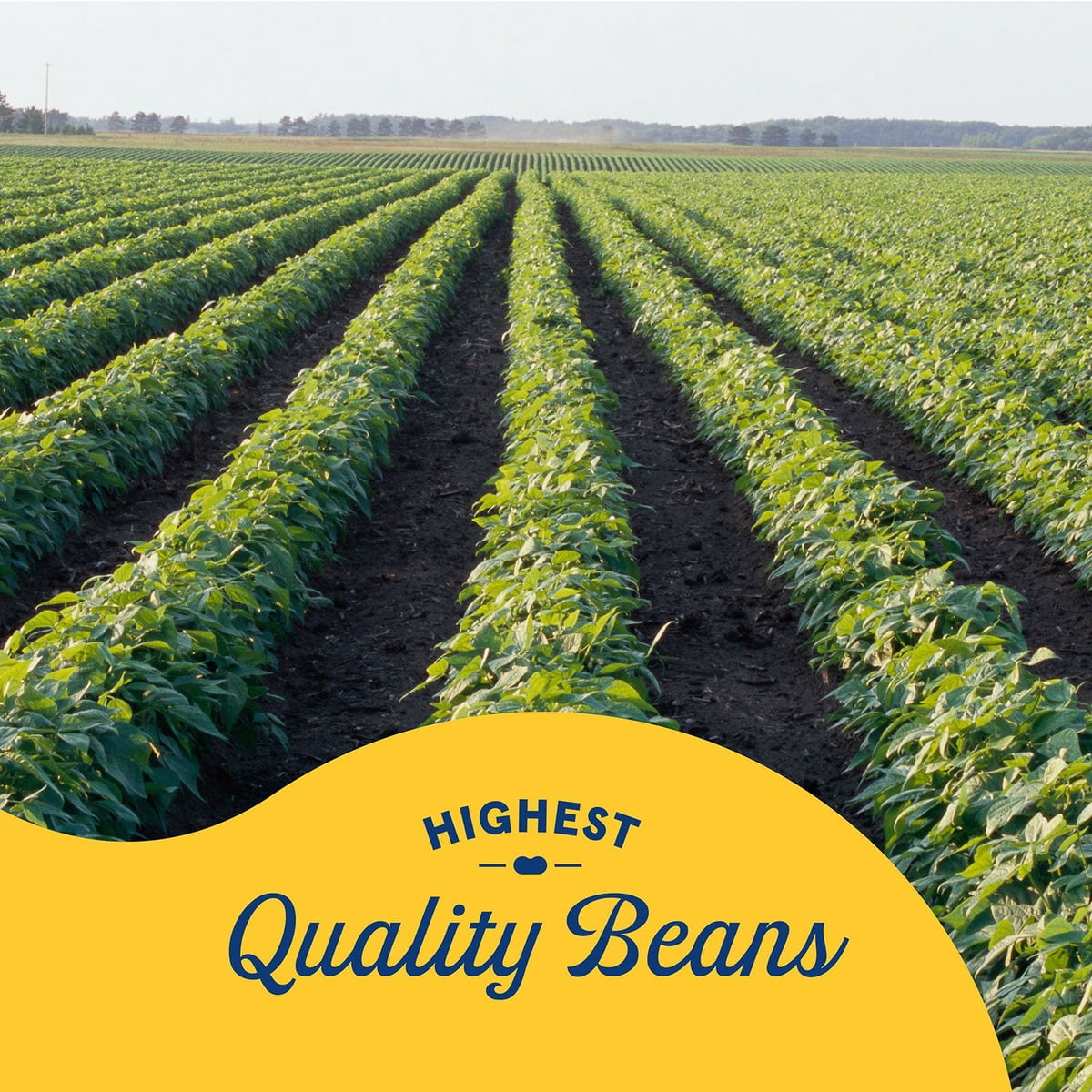 미국직구 Bush's Black Beans 425g / Bush's Black Beans 425g, 6 pk. 5