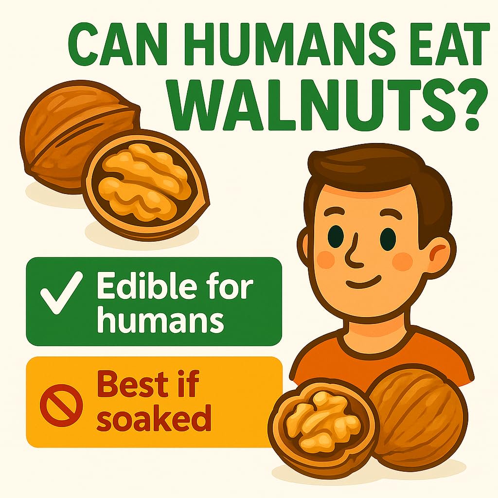 미국직구 Crazy 견과 / Crazy Nuts | California Grown Whole Walnuts In Shell, 25lb | Raw Walnu 2